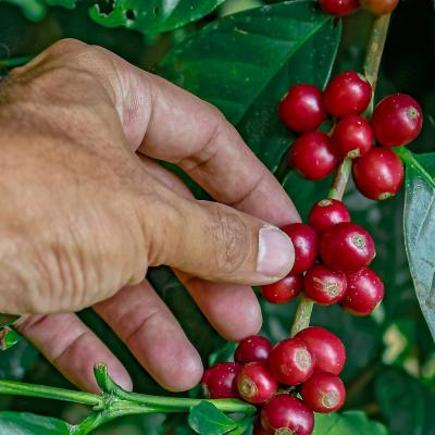 Coffee Beans on the tree
